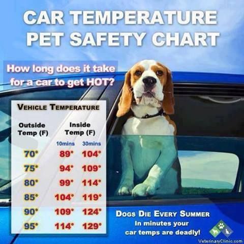 Tabla de seguridad para mascotas con temperatura del automóvil