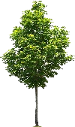 Memorial Tree Program Option: Maple - Choose from: Red Maple or Sugar Maple